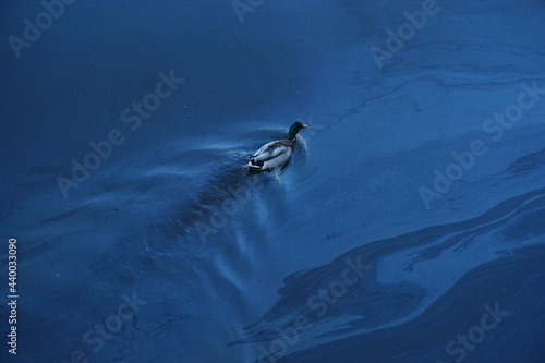 Lonely duck in the polluted with oil water.