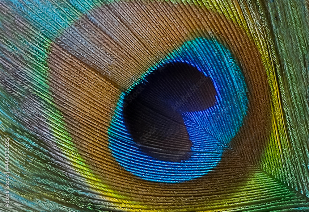Fototapeta premium Beautiful peacock feather close-up, macro. Peacock feather Texture. High quality photo