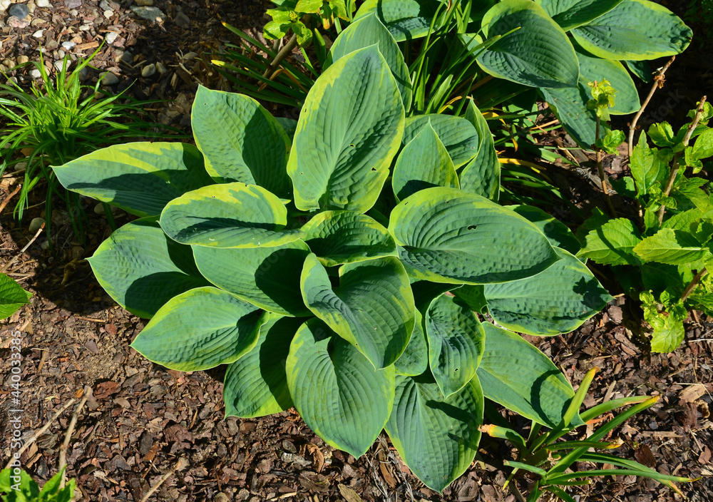 part shade to full shade. Best in light shade with some morning sun