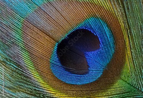 Beautiful peacock feather close-up, macro. Peacock feather Texture. High quality photo