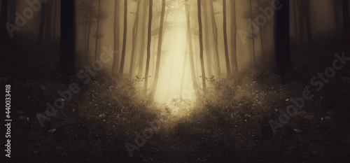 path in fantasy woods  mysterious landscape