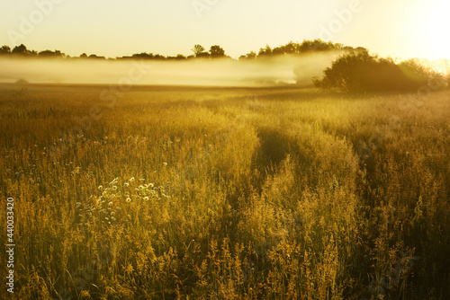 Path in a foggy field with blooming different wildflowers in spring. The sun rising in the fog over the horizon. Beautiful landscape in the early summer morning. photo