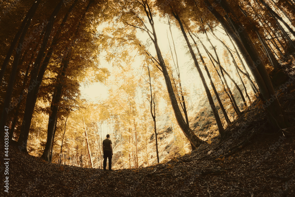 man in forest in sunset light