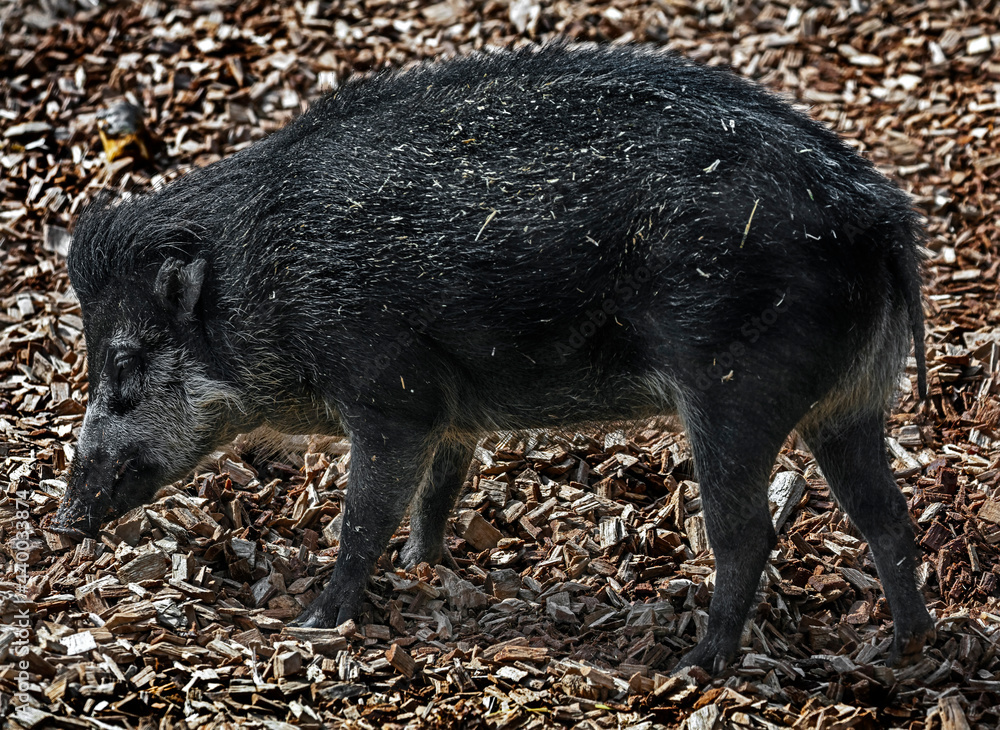 White-lipped peccary in the enclosure. Latin name - Tayassu pecari	
