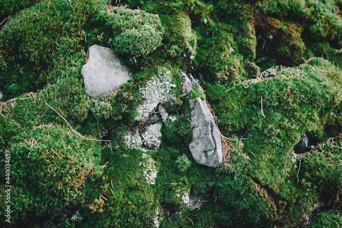Green background. Beautiful Bright Green moss grown up cover the rough stones and on the floor in the forest. Show with macro view. Rocks full of the moss texture in nature for wallpaper.