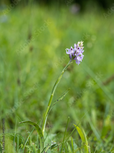 Common Spotted-Orchid