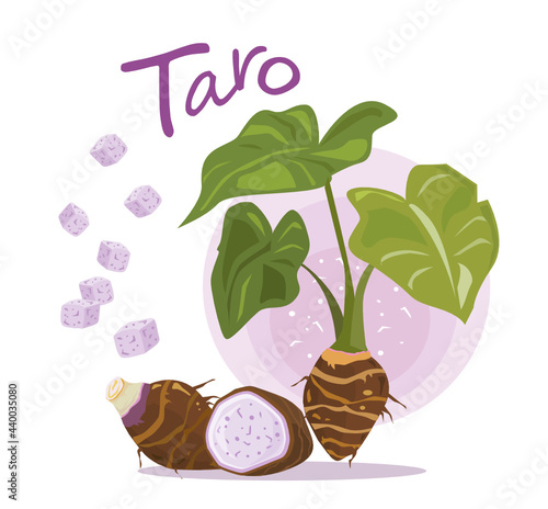 Taro plant. Taro sliced in half and square-cut isolated on white background.  Vector illustration. photo