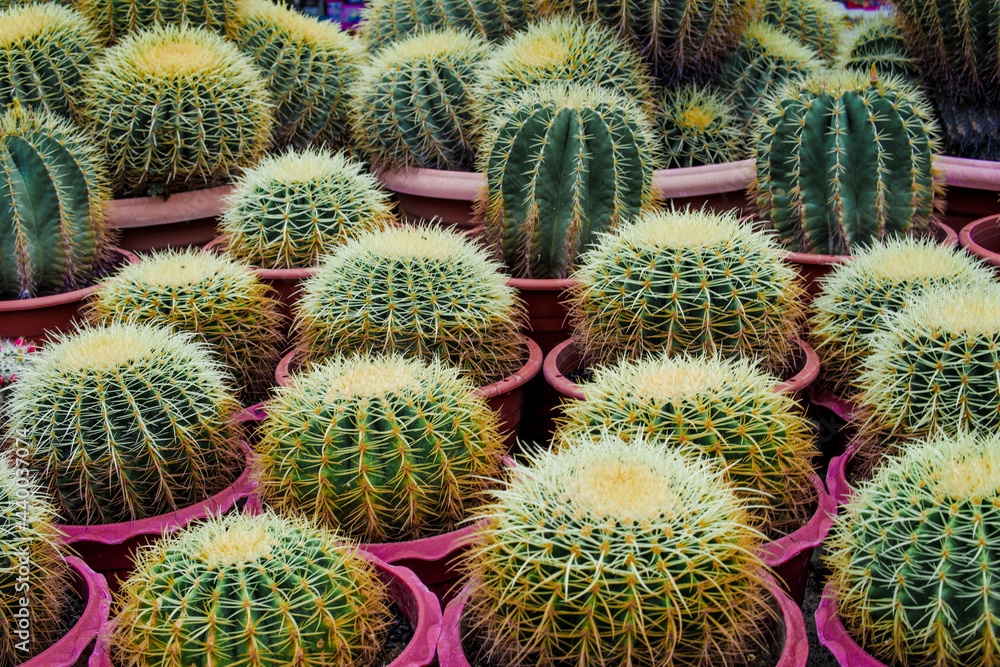 Beautiful cactus in the garden at Cameron Highland, Pahang. Beautiful cactus in the garden at Cameron Highland, Pahang.