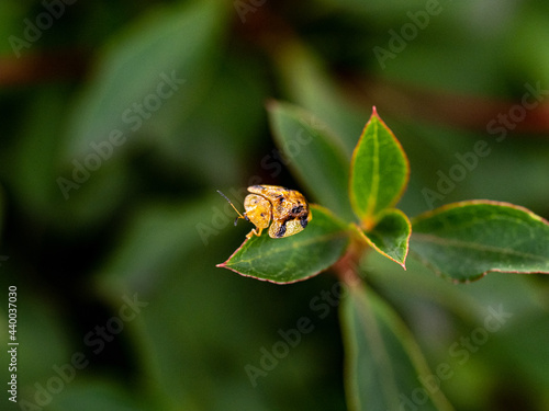 Closeup of a Tortoise beetle (Laccoptera nepalensis) on the leaf photo