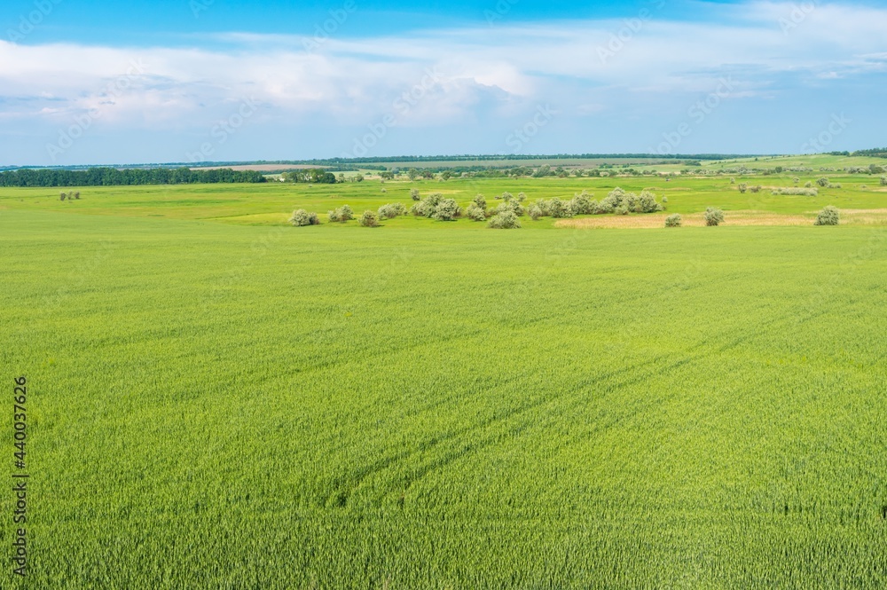 Expanse of unripe Ukrainian agricultural crops field in Sursko-Mychajlivka village  near  Dnipro city