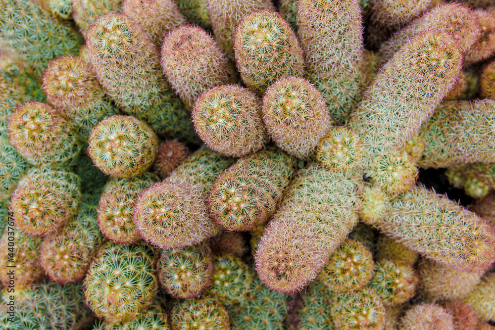 Selective focus close-up top-view shot on Golden barrel cactus (Echinocactus grusonii) cluster. well known species of cactus, endemic to east-central Mexico widely cultivated as an ornamental plant. Selective focus close-up top-view shot on Golden barrel cactus (Echinocactus grusonii) cluster. well known species of cactus, endemic to east-central Mexico widely cultivated as an ornamental plant.