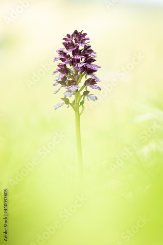 Purpurknabenkraut - Orchis purpurea 