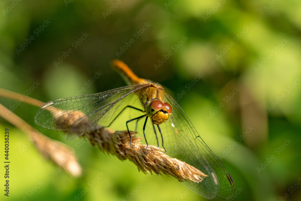 Yellow dragonfly sitting on a green branch. Yellow dragonfly sitting on a green branch.