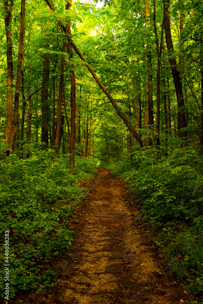 Obraz premium path in the forest