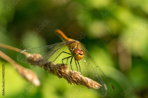 Yellow dragonfly sitting on a green branch.
