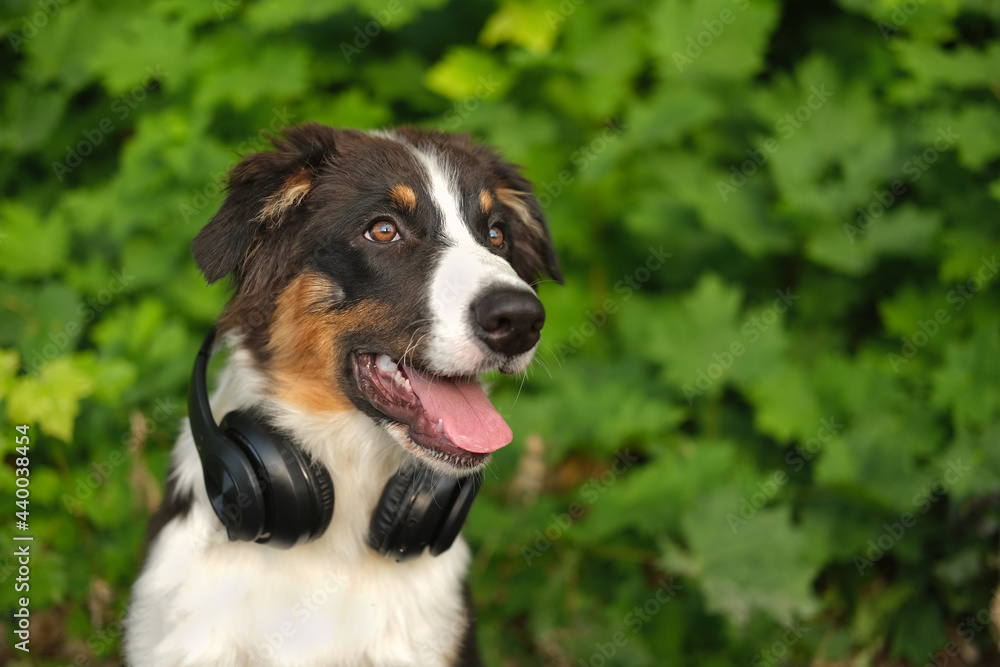 Funny Australian shepherd puppy dog in headphones