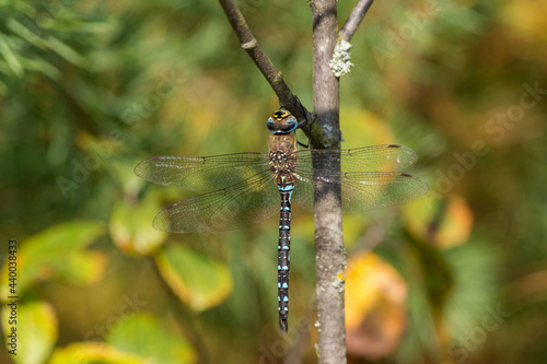 Tiger striped Blue dragonfly hanging on a tree branch.