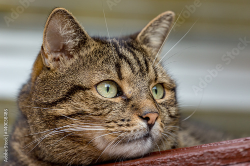 Striped cat closeup portrait looking into the camera. © Garmon