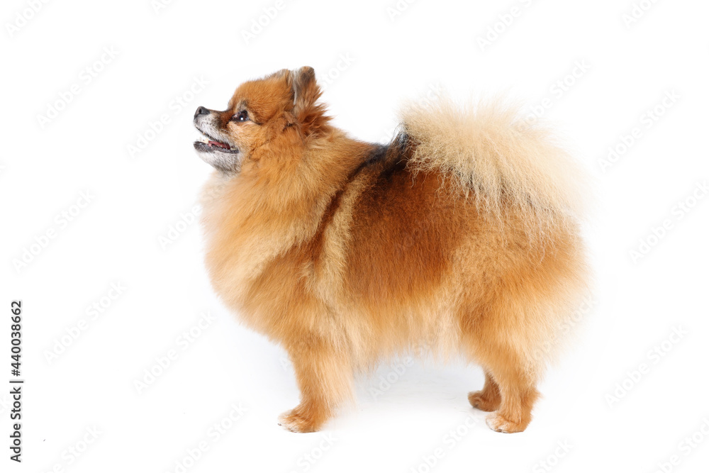 pomeranian dog isolated on white background pomeranian dog isolated on white background