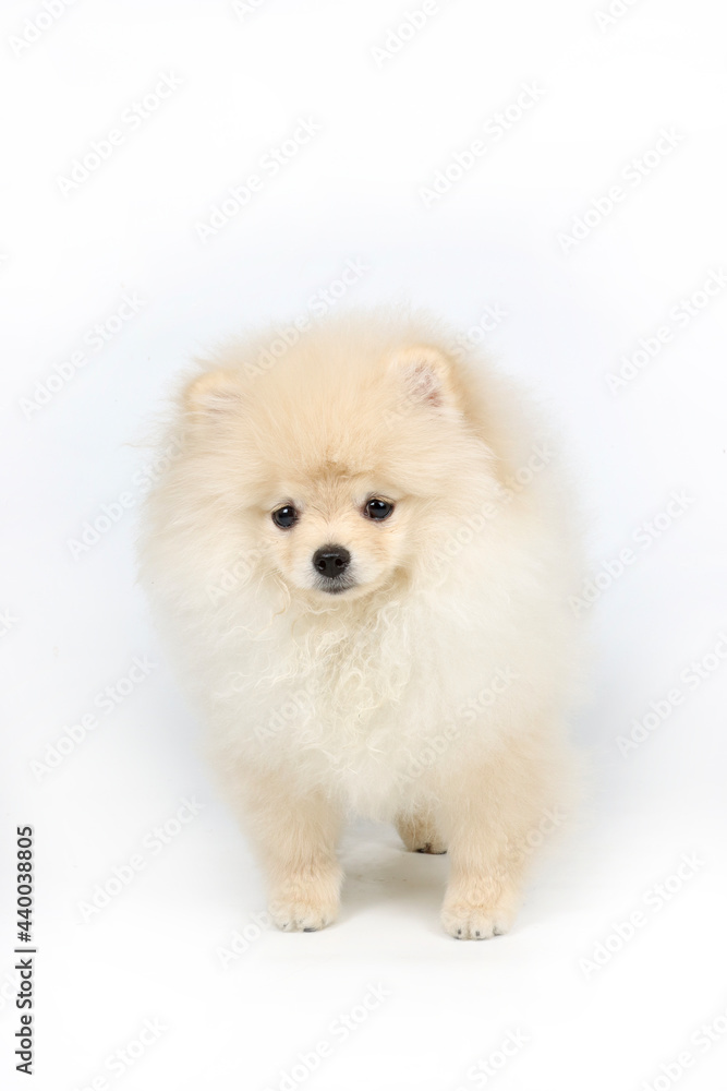 white pomeranian puppy white pomeranian puppy