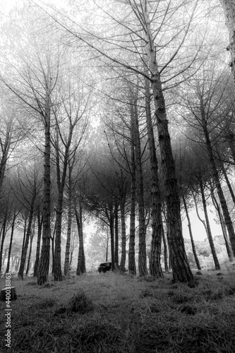Fototapeta Naklejka Na Ścianę i Meble -  Mediterraner Wald mit symmetrisch gepflanzten Bäumen und Baumkronen