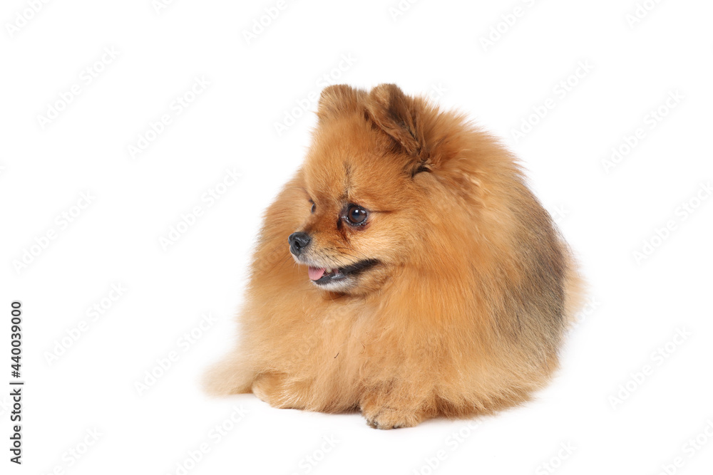 Obraz premium pomeranian dog isolated on white background