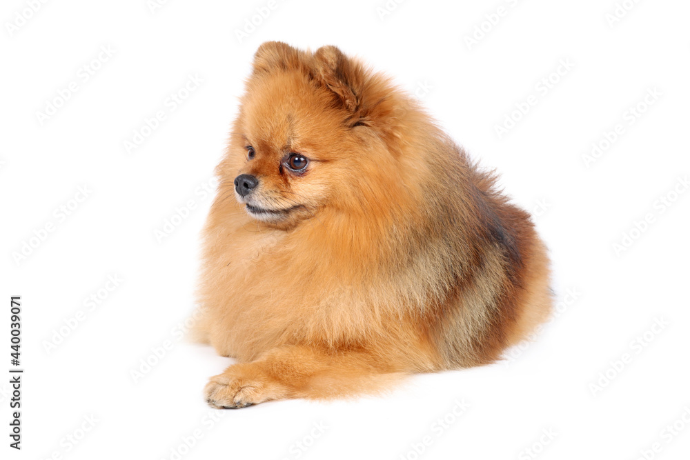 spitz miniature isolated on white 