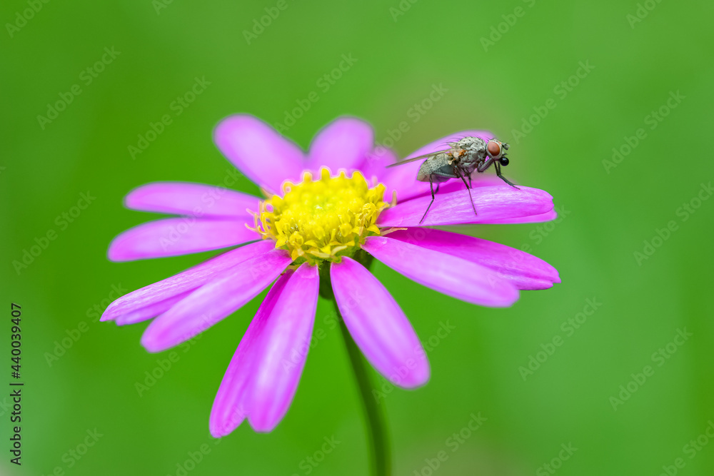 A fly standing on a pink petal in the garden
A fly standing on a pink petal in the garden