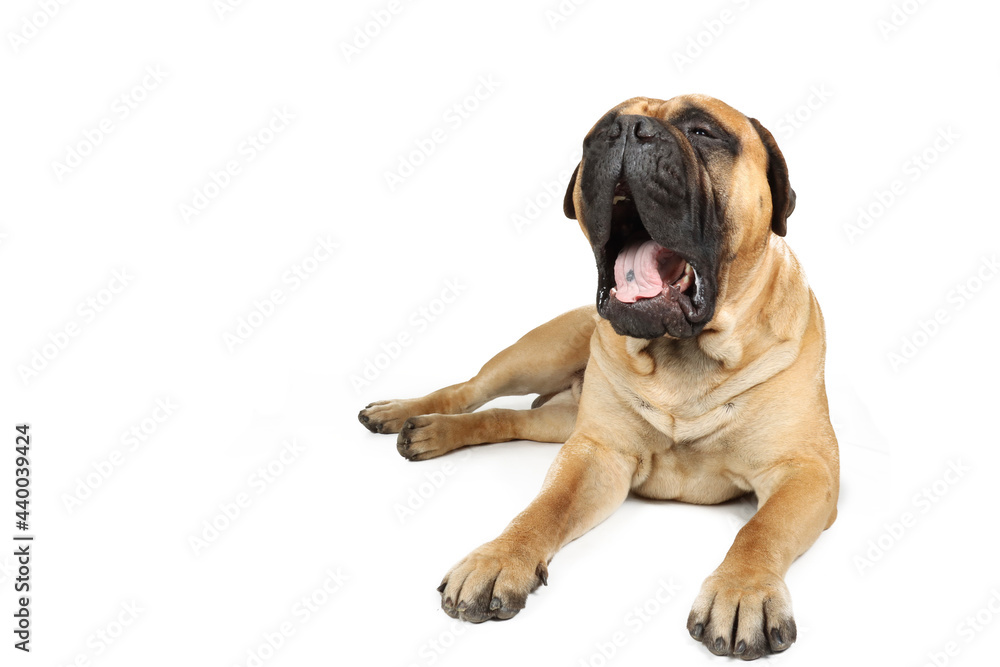 yawning dog isolated on white 