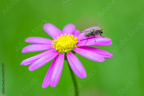 A fly standing on a pink petal in the garden 