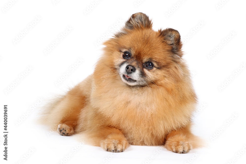 old pomeranian dog isolated on white old pomeranian dog isolated on white