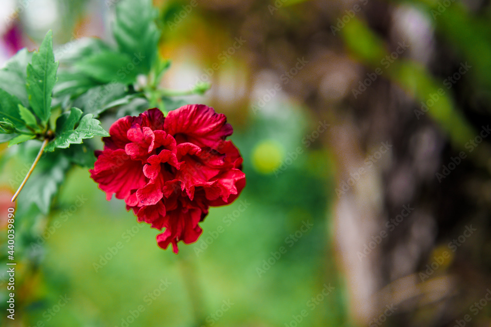 Fototapeta premium Flowers blooming in Cameron Highland Malaysia, photo are selective focus.