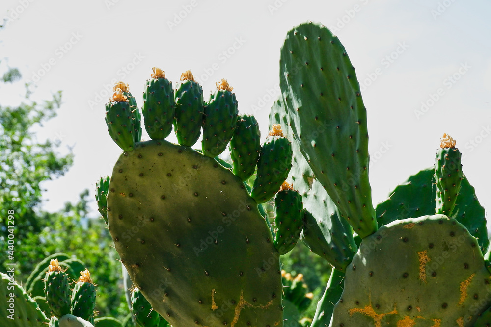 Prickly pear plant with its fleshy leaves full of thorns in a public park Prickly pear plant with its fleshy leaves full of thorns in a public park