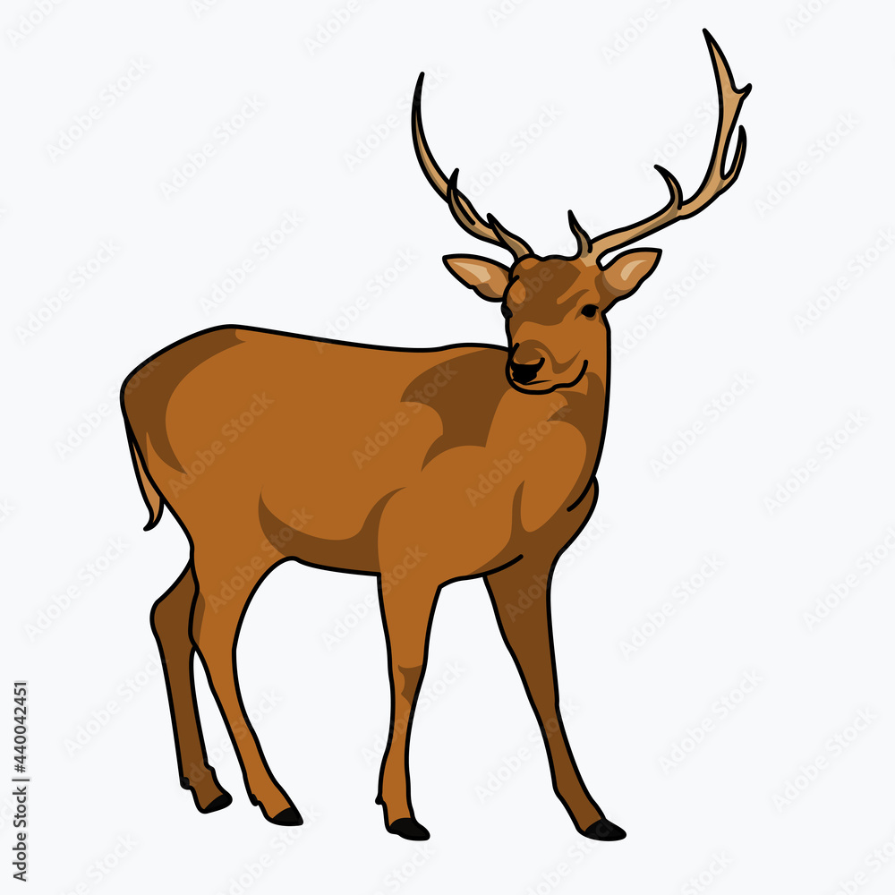 a very detailed adult deer illustration design. Isolated animal design. Suitable for landing pages, stickers, book covers a very detailed adult deer illustration design. Isolated animal design. Suitable for landing pages, stickers, book covers