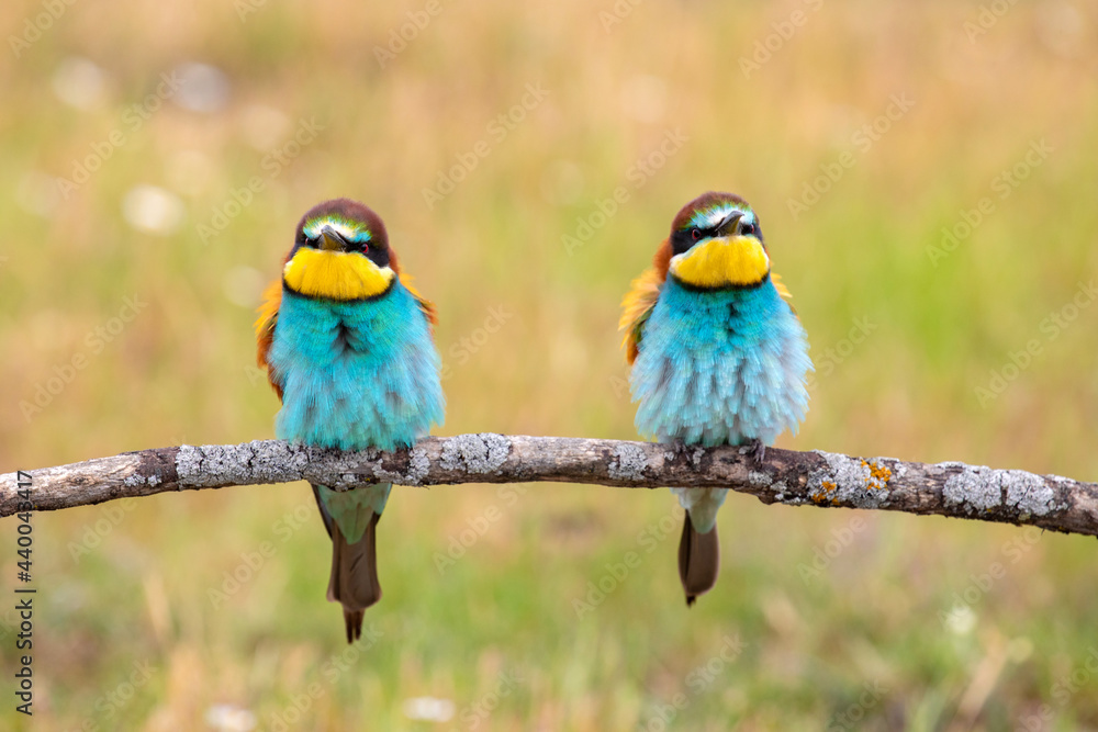 Fototapeta premium Colorful bee eater bird couple