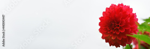 Red dahlia flower close up. Nature background. Banner © borislav15