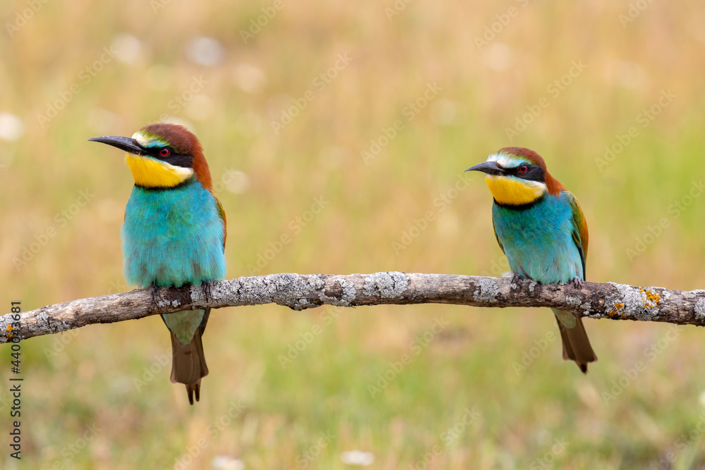 Colorful bee eater bird couple Colorful bee eater bird couple