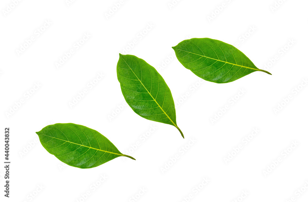 Leaves of jackfruit an isolated on a white background Leaves of jackfruit an isolated on a white background
