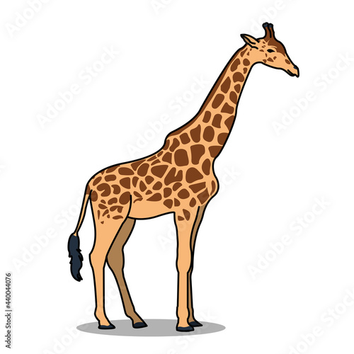 Adult giraffe animal illustration design. Isolated animal design. Suitable for landing pages  stickers  book covers