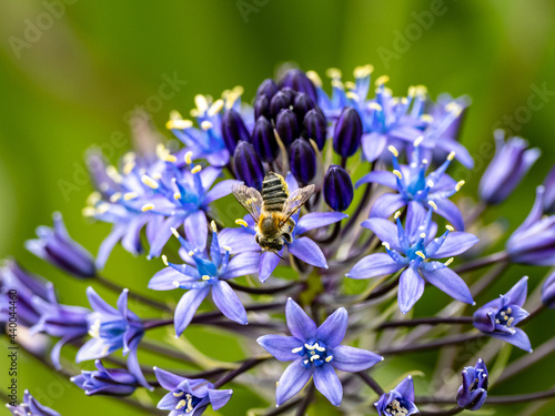 Beautiful shot of a bee on Portuguese squill (Scilla peruviana) flowers on blurred background