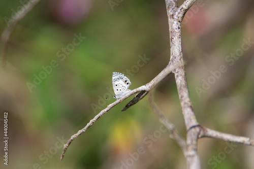 Miami Blue (Cyclargus thomasi) tiny pale blue butterfly resting on a branch with natural grey background photo