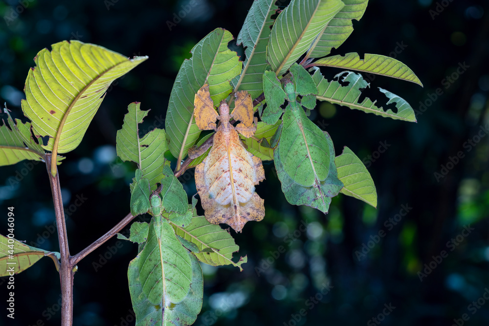 Fotografie Dead leaf mantis. Green praying mantis that mimic dead leaves.