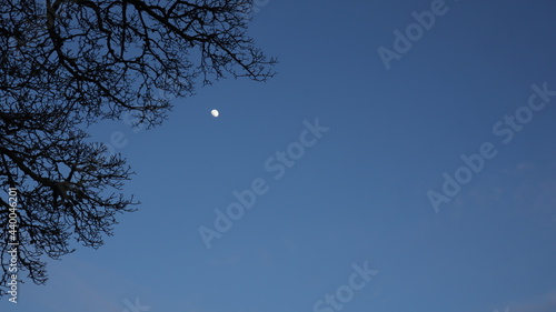 moon and tree Wales, Snowdonia 27 April 2021