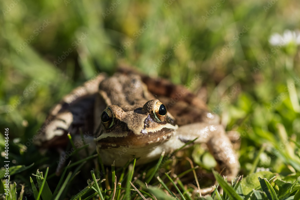 little brown grass frog looking in the camera little brown grass frog looking in the camera