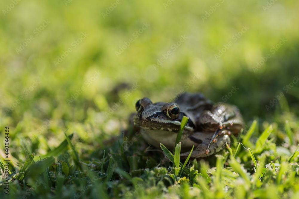 little brown grass frog sitting in a shadow stripe close up little brown grass frog sitting in a shadow stripe close up