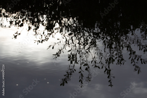 reflected silhouette of trees and the sun in the water