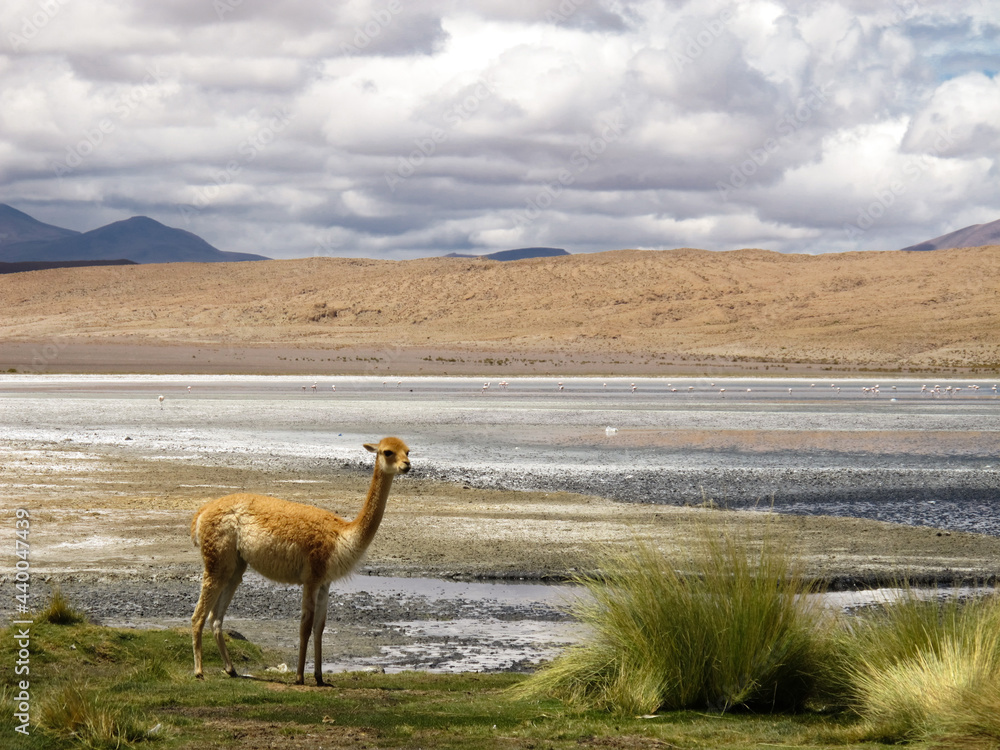 Naklejka premium Llama in atacama desert in front of a lake with flamingos