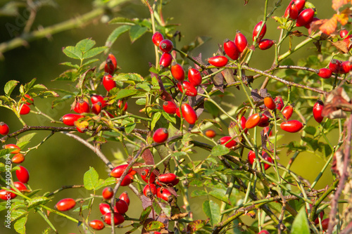 rose bush full of bright red Autumn rose hip fruits, leaves and stem with a natural green background