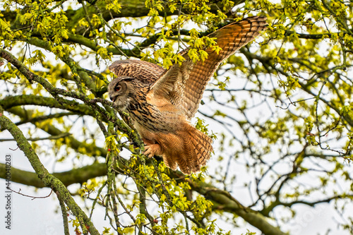Eagle Owl  land awkwardly in a tree. Seen from the side. Wide spread wings  red eyes