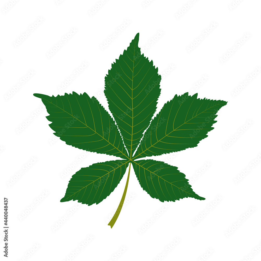 Green chestnut leaf on a white background.